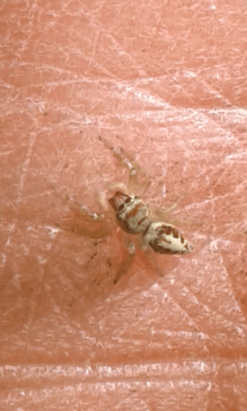 Salticidae : Icius sp.? S, giovanissimo